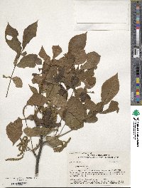 Image of Carya texana