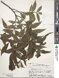 Carya illinoinensis image