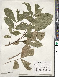 Carya cordiformis image