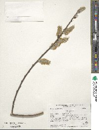 Salix cinerea image