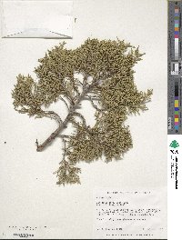 Juniperus scopulorum image