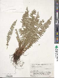 Woodsia polystichoides image