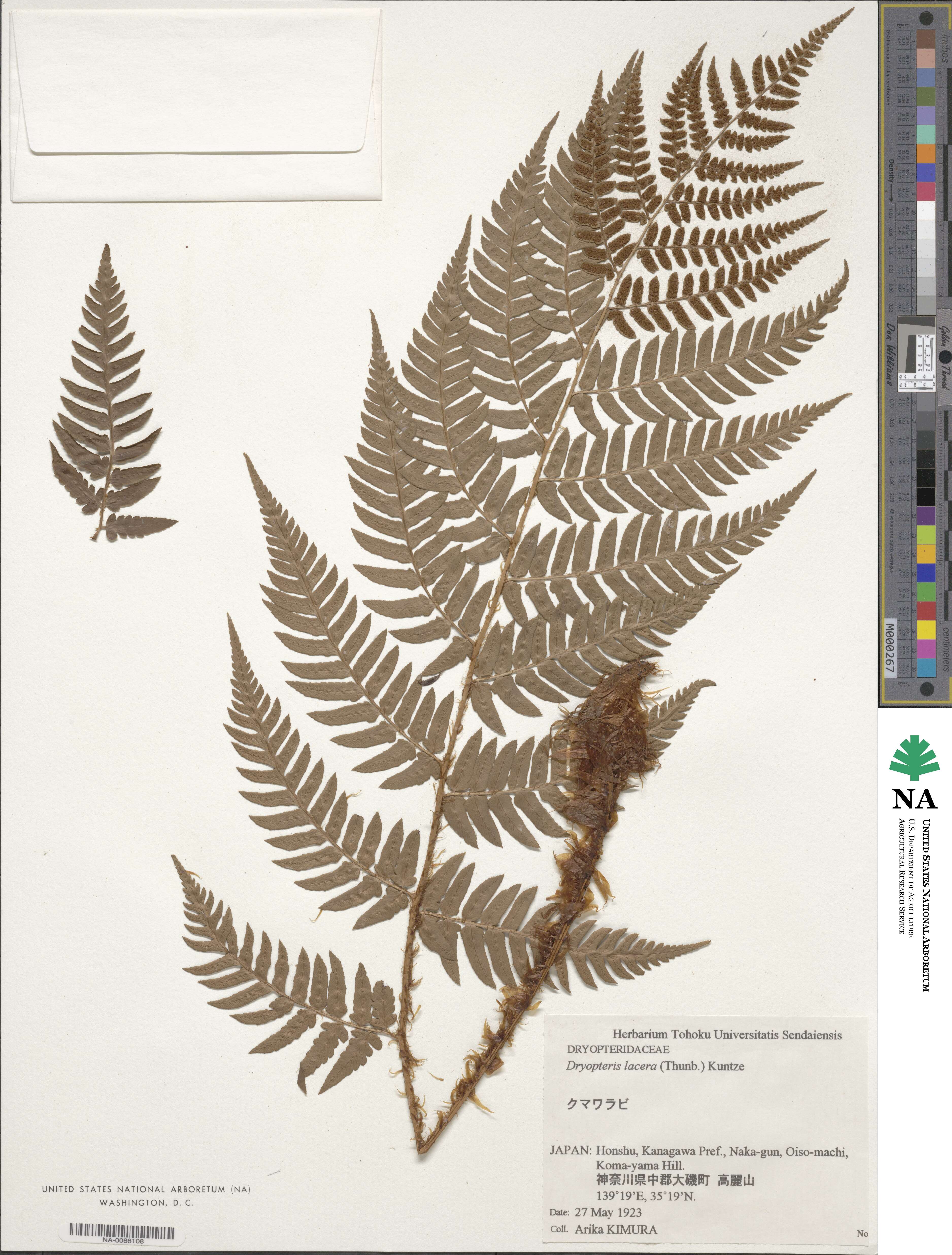 Dryopteris lacera image