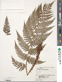 Dryopteris lacera image