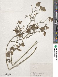 Smilax china image