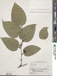 Smilax sieboldii image