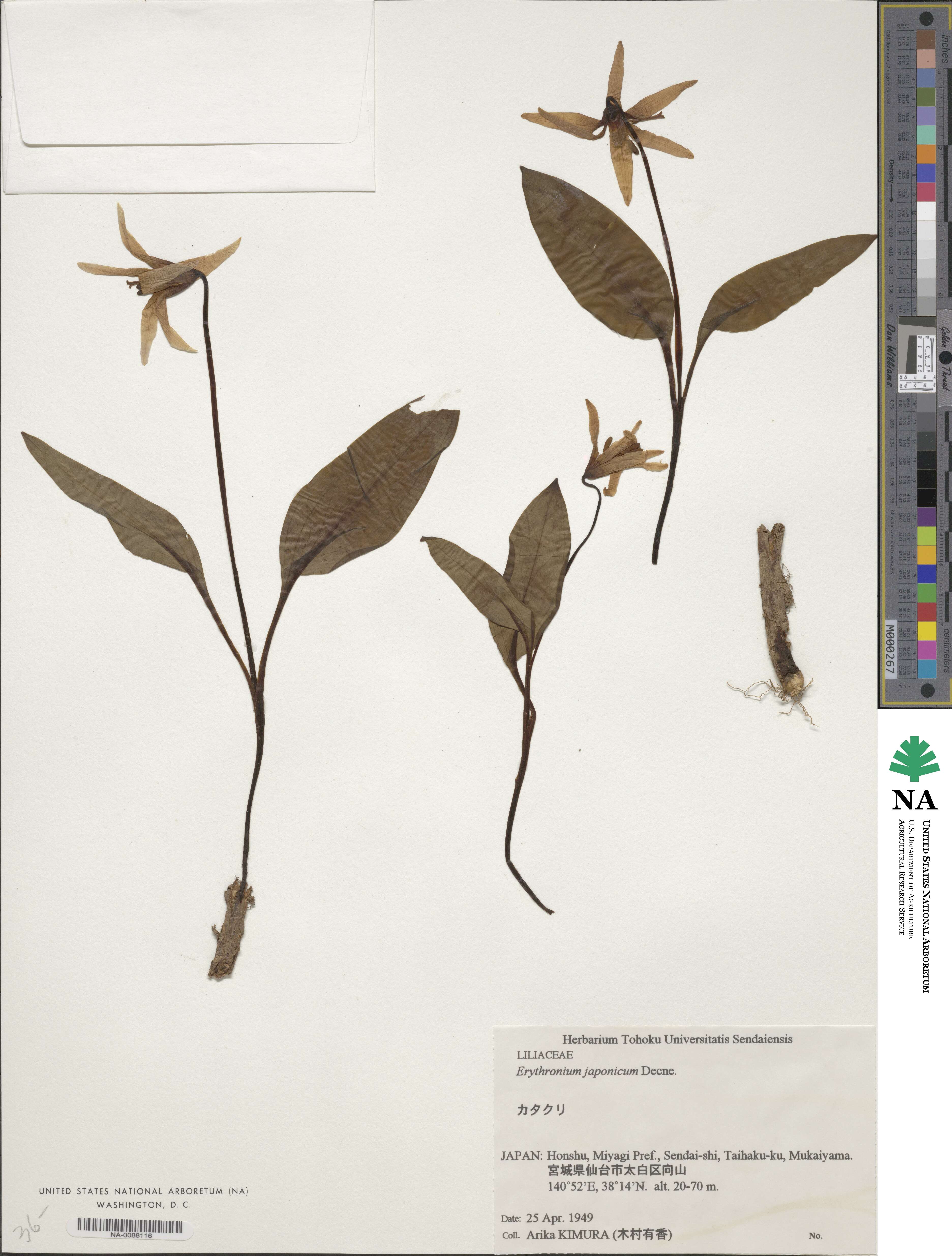 Erythronium japonicum image