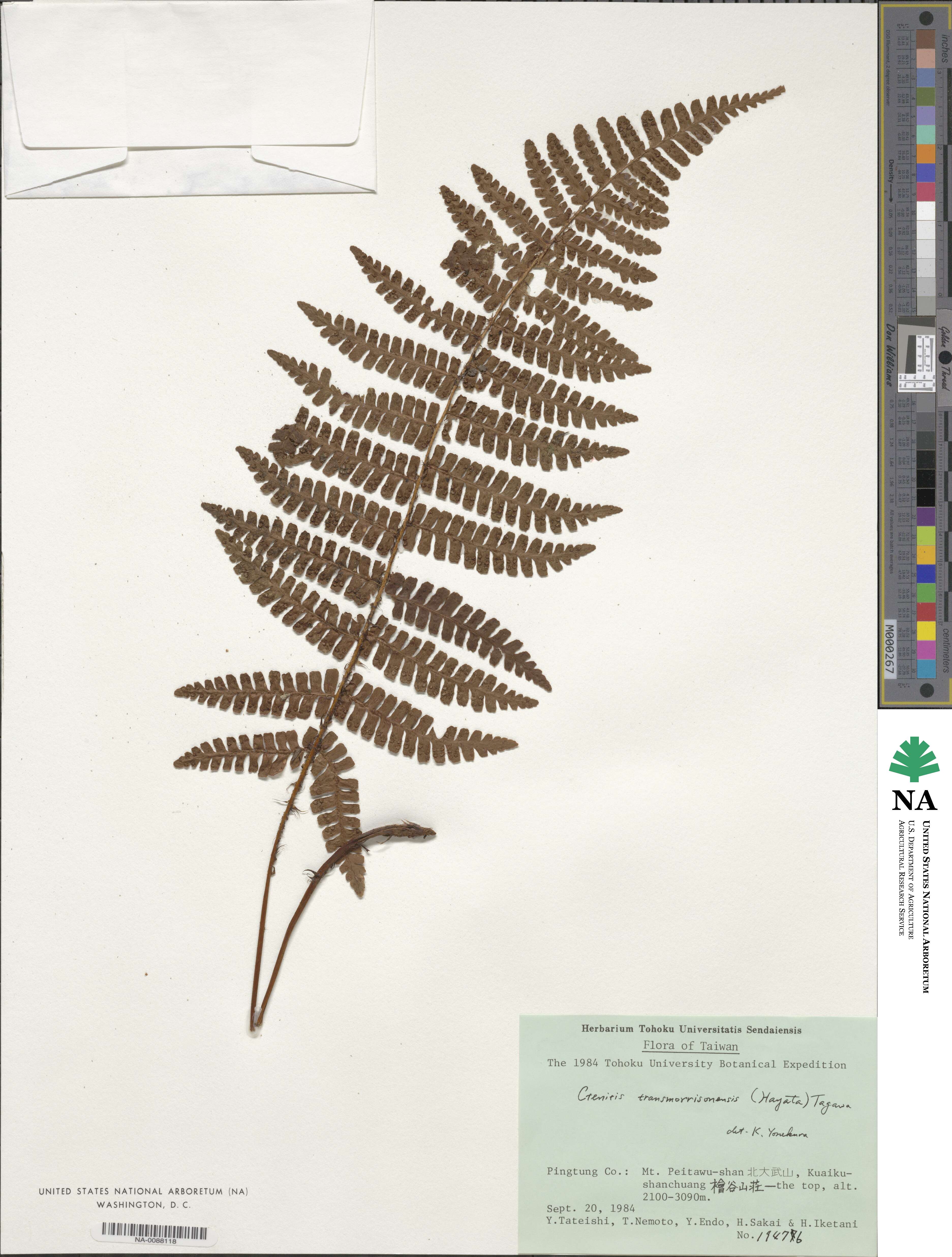 Dryopteris transmorrisonense image