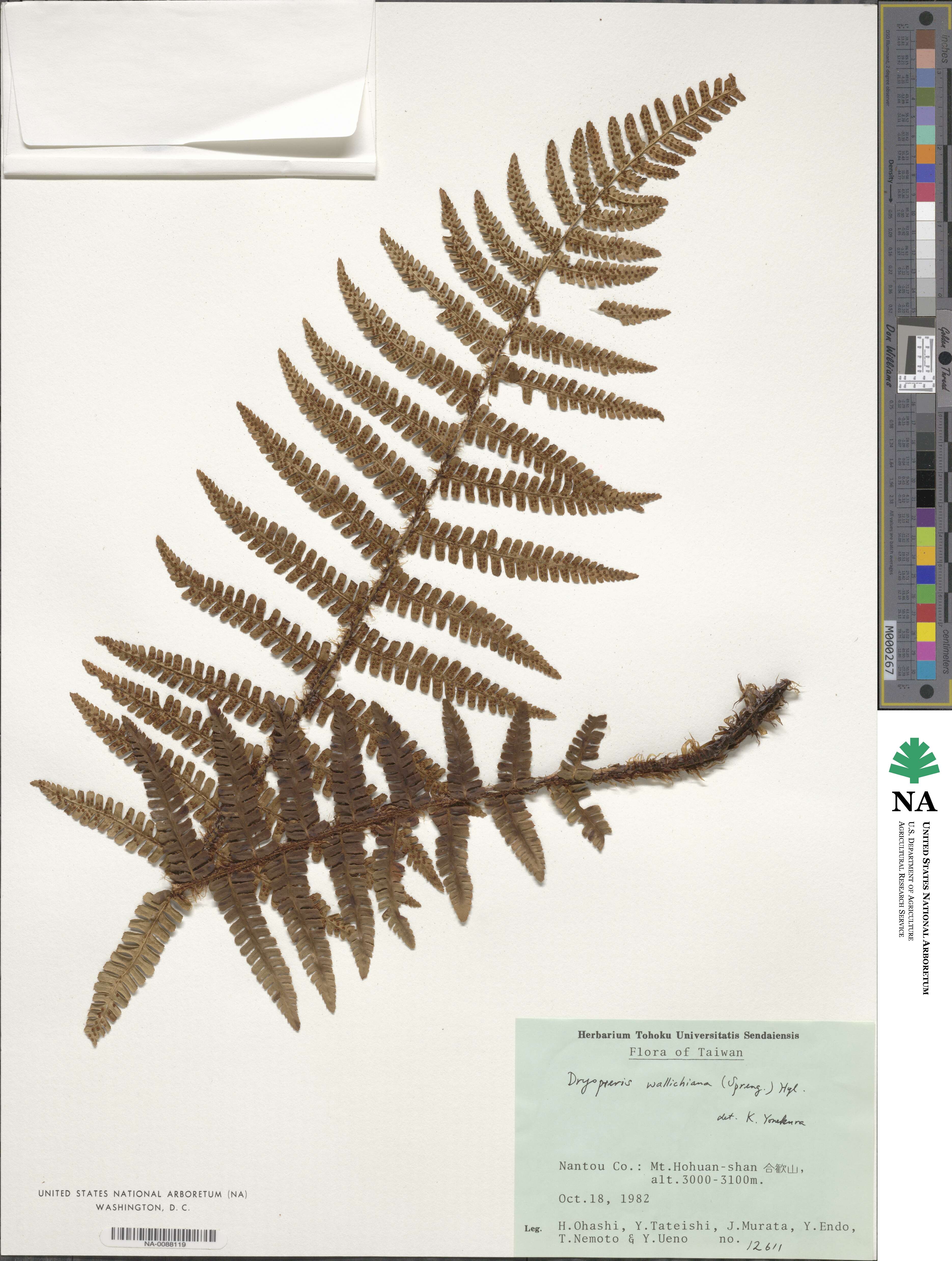 Dryopteris wallichiana subsp. wallichiana image