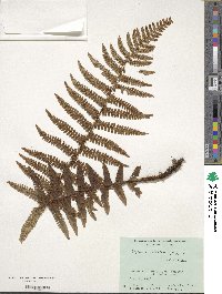 Dryopteris wallichiana subsp. wallichiana image