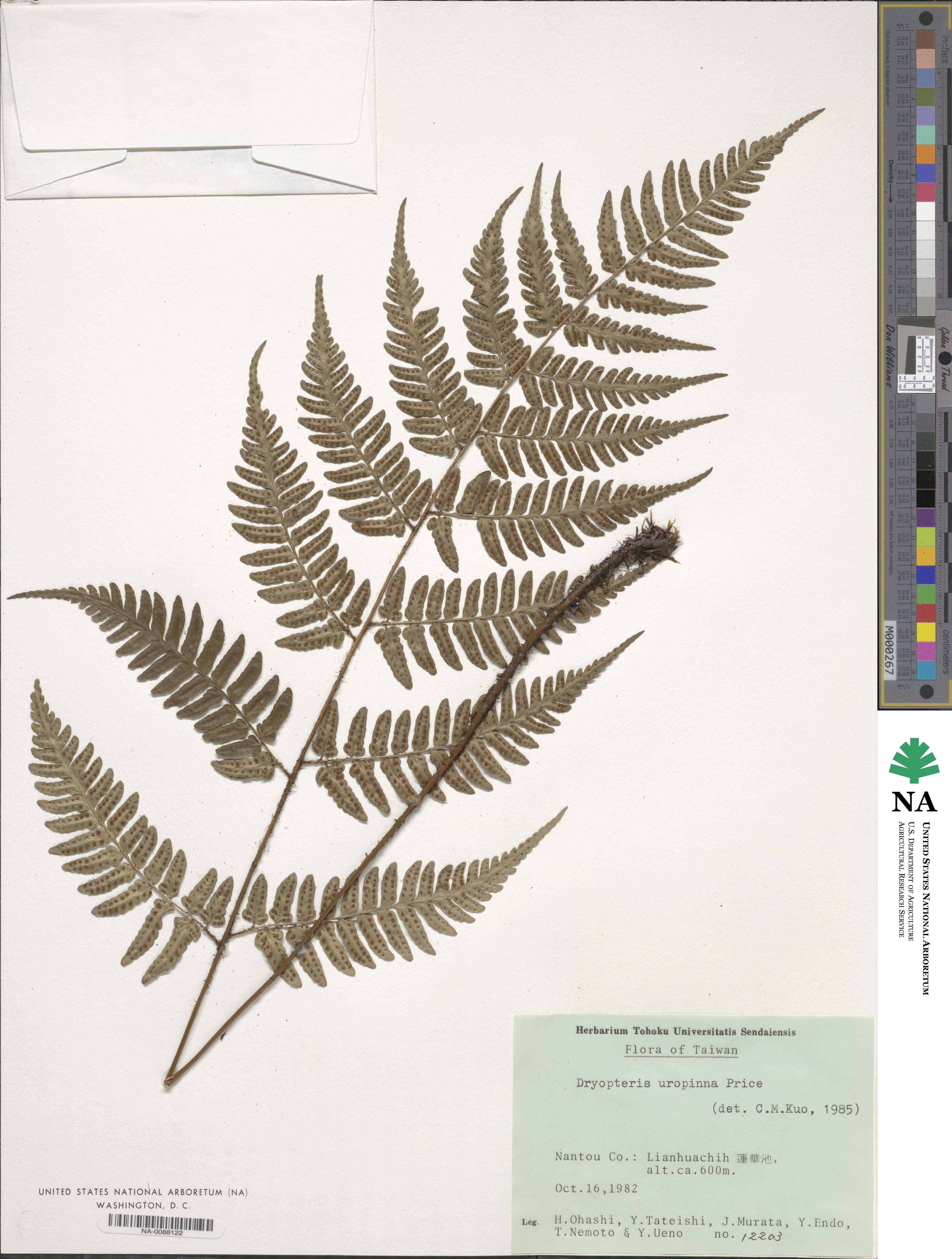 Dryopteris subtriangularis image