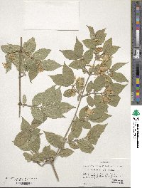 Lonicera maackii image