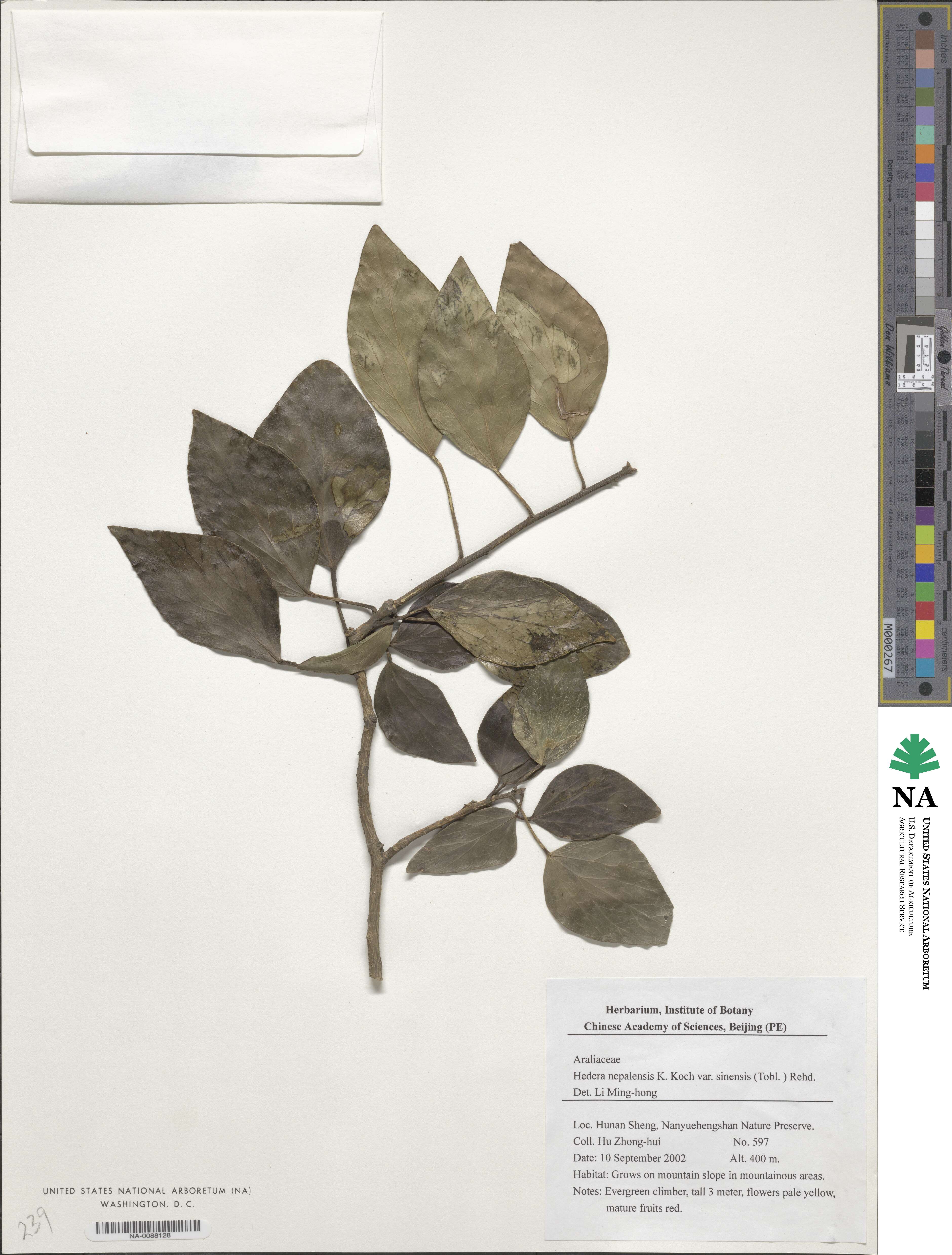 Hedera nepalensis image