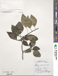 Hedera nepalensis image