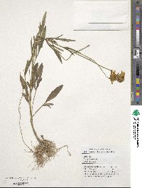 Coreopsis lanceolata image