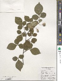 Styrax japonicus image