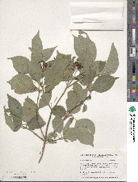 Cornus drummondii image