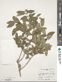 Lonicera tatarica image