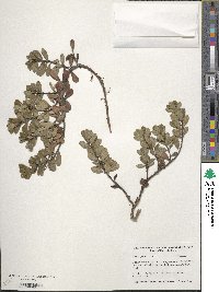 Arctostaphylos uva-ursi image