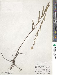 Ludwigia suffruticosa image