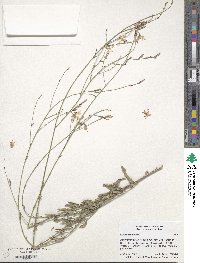 Oenothera lindheimeri image