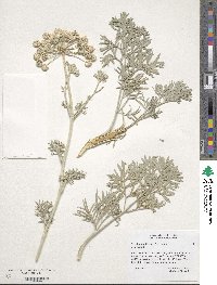 Seseli gummiferum image