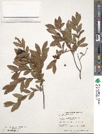 Vaccinium angustifolium image