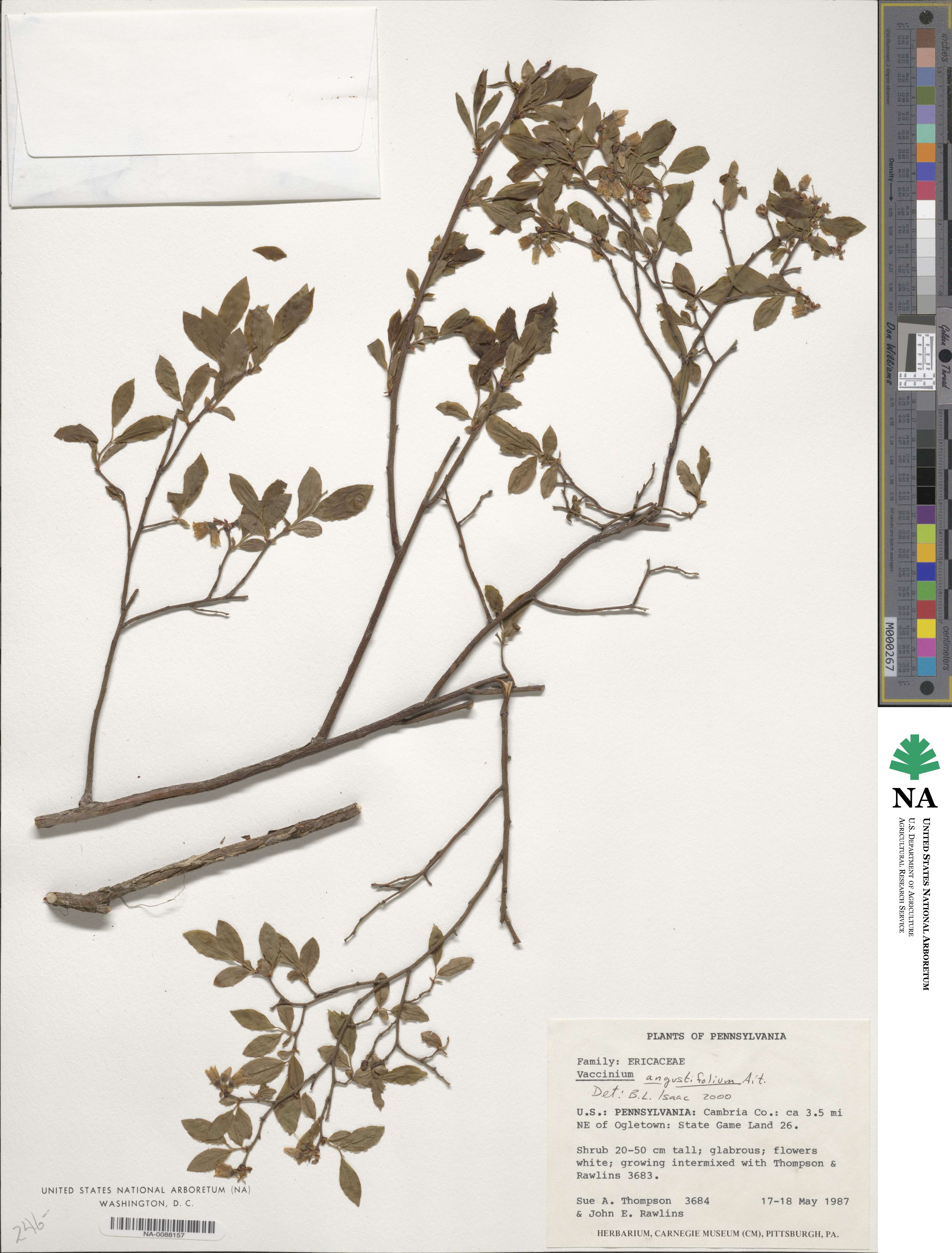 Vaccinium angustifolium image