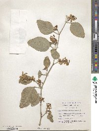 Kennedia nigricans image