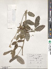 Kennedia rubicunda image