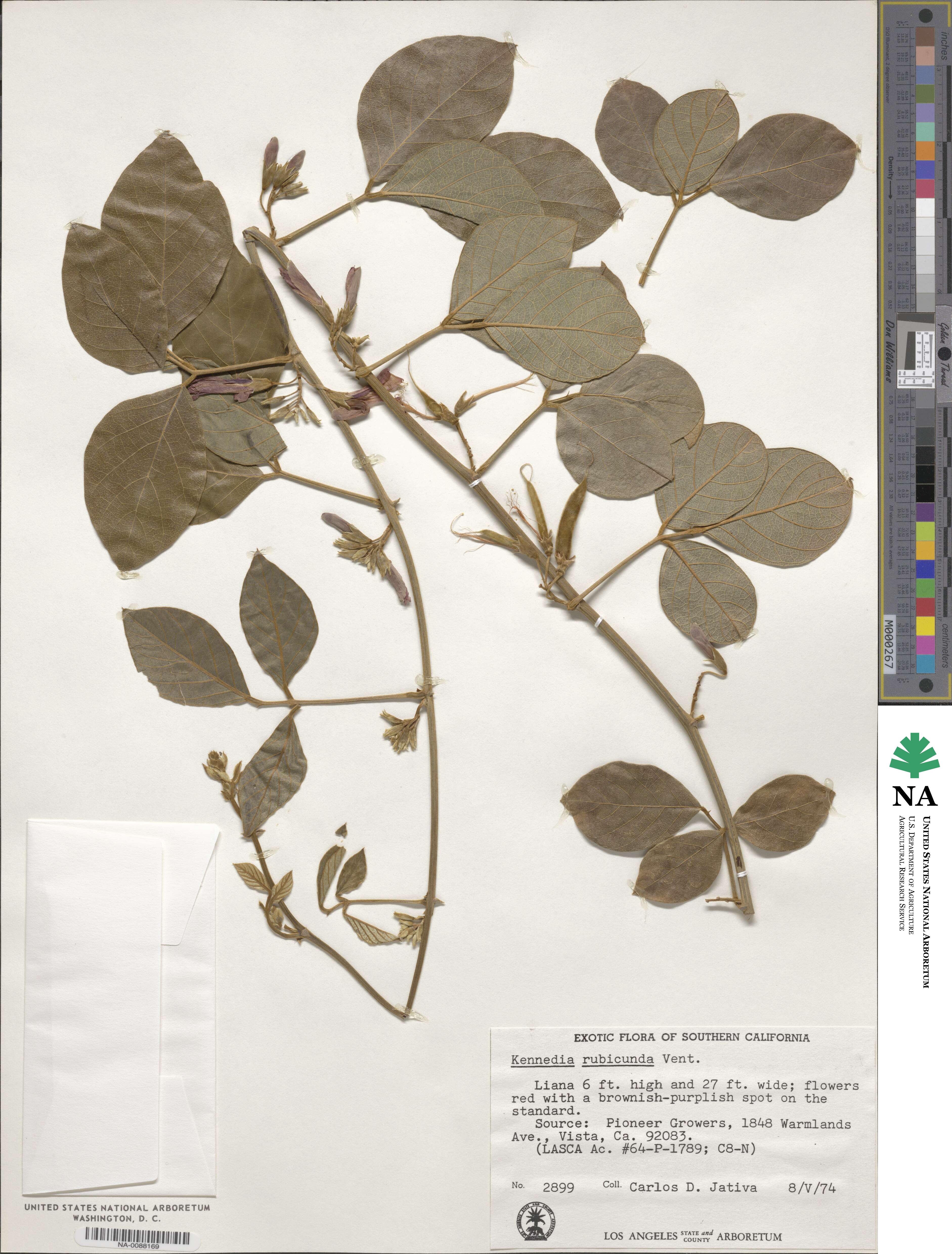 Kennedia rubicunda image