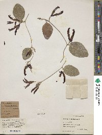 Kennedia nigricans image