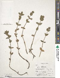 Bacopa caroliniana image