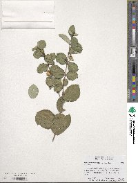 Symphoricarpos albus image