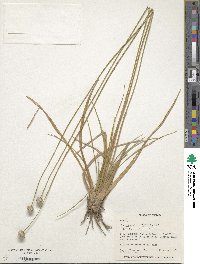 Eriocaulon decangulare image