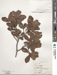 Quercus chapmanii image