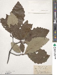 Quercus michauxii image