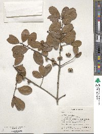 Quercus myrtifolia image