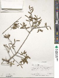 Ilex myrtifolia image