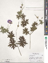 Geranium sanguineum image