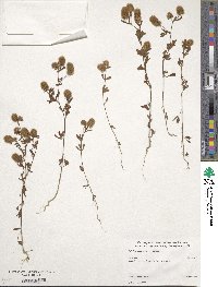 Trifolium campestre image