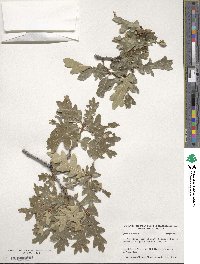 Quercus gambelii image