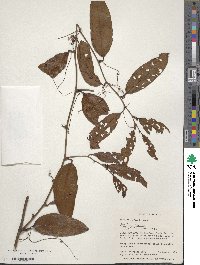 Smilax maritima image