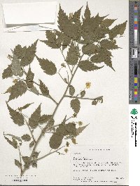 Kerria japonica image