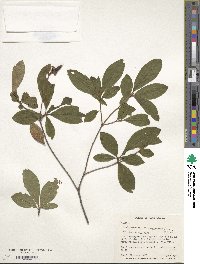 Rhododendron periclymenoides image