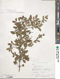 Ligustrum sinense image