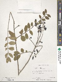 Ligustrum sinense image