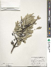 Forestiera pubescens var. parvifolia image