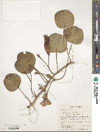 Ipomoea pes-caprae image