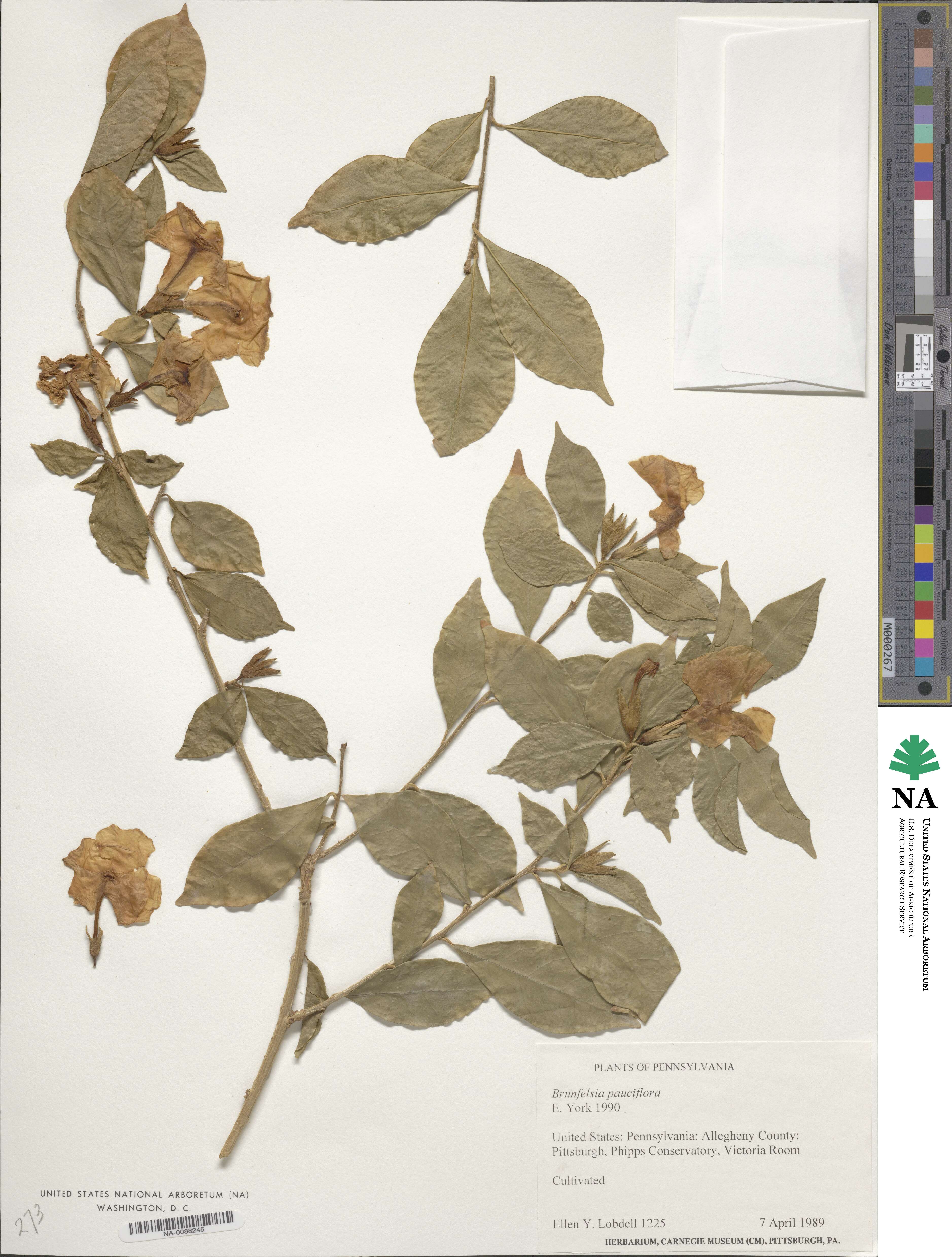 Brunfelsia pauciflora image